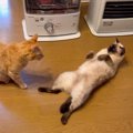 『ストーブのまえでくつろぐ猫』→他の猫がやって来ると……絶対に譲らない姿…