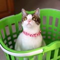 室内で猫が同化しがちなもの３つ