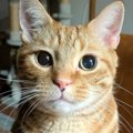 深夜に泣きながら化粧を落としていると、ネコが…胸キュン必至『優しすぎる…