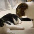 パパ猫さん大好きな息子猫くん！喧嘩ごっこをしたらどっちが勝つ？