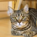 猫は具合が悪いときも『喉をゴロゴロ』鳴らすの？　リラックス時との違い…