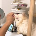 短いおてての猫が飼い主さんに『反撃』した結果…あまりにも可愛すぎる…