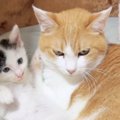 預かり子猫にそっと寄り添っていた先輩猫…まるで本当の親子のような『尊す…