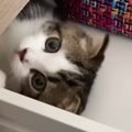 引き出しの中が大好きな子猫→『３年後』、大きく成長した結果…まさか…
