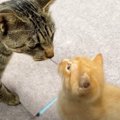 保護子猫を『全く関係のないママ猫』に預けてみたら…まさかの反応が10…