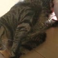 スリスリしたりごろんとしたり甘えモード全開の猫ちゃん♡