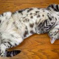猫の『お腹の柄』に関する３つの知識　なぜ白い毛の子が多いの？隠さ…