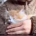 お家に来て『2日目の子猫』が、腕のなかで…迎えられたばかりとは思え…