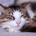 猫が『自分のかわいさを理解してる』と思う行動4つ　あざとく感じる仕草の…