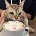 猫カフェで守るべき『４つのマナー』