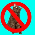 人気の「病院猫」２匹に、出入り禁止命令が！　猫ファンの患者やスタッフ…