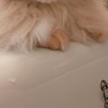 お風呂に浸かっていると、『様子を見にやってきた猫』→表情を見ると……