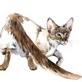 【獣医師監修】ジャバニーズは飼いやすい？猫種の性格や飼う前の注意点・…
