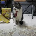 今だけ成金気分？！お金ばらまきマシーンで猫ちゃんと遊ぶ