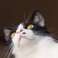 猫が飼い主を『バカにしているとき』の仕草5選