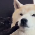 くっついて寝ていた『黒猫と柴犬』→柴犬が離れようとした結果…まさかの光…