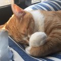 愛猫に元気でいてほしい･･･「テリントンTタッチ」で細胞を活発化！