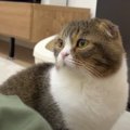 『お仕事よりも遊んでニャ！』一生懸命アピールする猫ちゃん