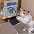 三毛猫とおもちゃで遊んでみたら…『二足立ち』する光景が可愛すぎると…