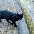 『不幸な思いをする猫』を減らすにはどうしたらいい？猫たちの命を救うた…