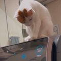 『勝手に止まる洗濯機』→なぜだろうと思っていたら、『猫』が…驚きの…