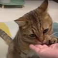 猫ちゃんもメロメロ？？気になる匂いの入浴剤