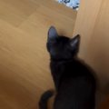 柱の陰に隠れて『ソワソワしていた子猫』→飼い主が近づくと…『尊すぎ…