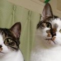 猫に『気持ち』をわかってもらう方法3つ！大好きとダメを伝えるコツは？