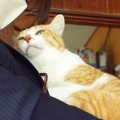 元野良猫だったチャチャくん。飼い主さんに抱っこされてご満悦な姿が…