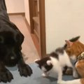 保護子猫をお世話する先住犬猫にほっこり…面倒見の良すぎる光景に「人…