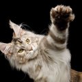 猫の『リンクスティップ』ってなーんだ？役割やよく見られる猫種など…