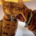 『眠いけど行きたくニャイ…』猫部屋に移動しない親子猫さん