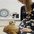 譲れない！決めた場所から離れない猫ちゃん