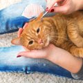 猫への間違った『耳のお手入れ』6つ！理由と正しいやり方