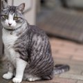 猫を『家の外』に出さないほうがいい理由４つ　起こりうるトラブルや…