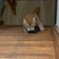『のぼり方のクセが強すぎる猫』…まるでバタフライのような『まさかの…