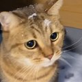 大雪に大興奮する猫→ベランダに出てみると…楽しそうな様子に癒されると10…