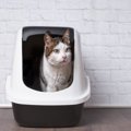猫の『トイレトレーニング』は難しくないって本当？トイレのうまい教え方5…