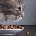 猫がフードを食べこぼす理由４つ