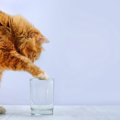 猫が『手で水を飲んでいる』ときの理由4つ　実は本能や習性が関係している？