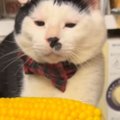 猫に『とうもろこし』を見せてみたら、戦い始めて…あまりにも可愛らし…