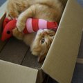 けりけりー！猫が『けりぐるみ』に夢中になる3つの理由　選ぶ際のポイント…