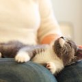 猫が『膝に乗りたがる』ときの心理3選　特別な人にしかしないの？愛猫…