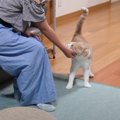 ママにスリスリと甘えていた猫→『次女が帰宅』したら…思わず笑顔にな…