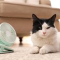 猫のそばで『扇風機・サーキュレーター』を使うときの注意点4選　冬場…