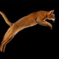 猫の脅威の『ジャンプ力』にまつわる5つのトリビア！必ず足で着地でき…