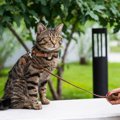 猫にとって良くない『飼い主がよかれと思ってしている行為』5つ　理由…