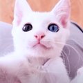 保護された白猫が、パパの膝の上で甘えていたら…あまりにも尊い『まさ…