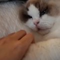 飼い主と手を繋ぎながら寝たい『甘えん坊の子猫』→手を離してみると……