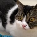 飼い主さんと遊んで、映画鑑賞！充実した過ごし方をする猫くん♪